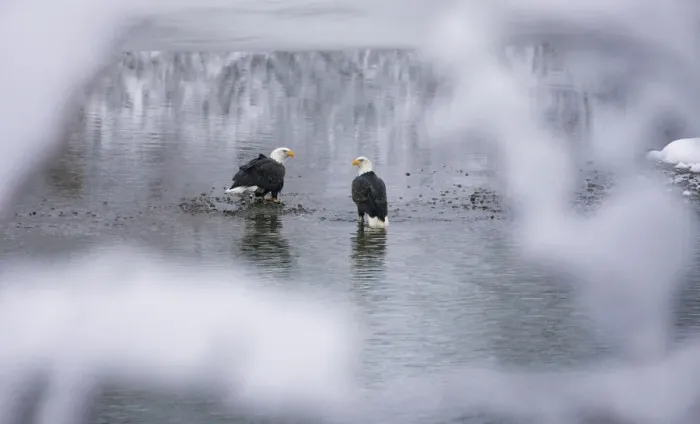 Framed Print : Bald Eagles on the river in the forest covered with snow, Haines, Alaska, USA Framed Print : Bald Eagles on the river in the forest covered with snow, Haines, Alaska, USA