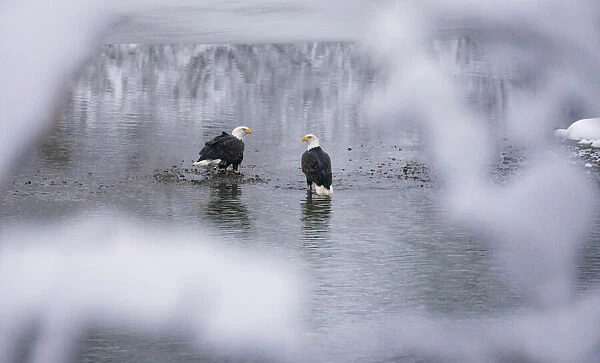 Bald Eagles on the river in the forest covered with snow, Haines, Alaska, USA