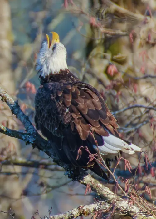 Framed Print : Bald Eagles along Washington States Nooksack River for the Salmon Run Framed Print : Bald Eagles along Washington States Nooksack River for the Salmon Run