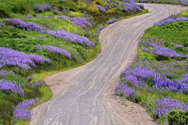 Bald Hills Road through lupine flowers, California