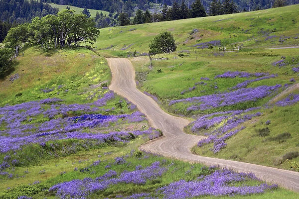 Bald Hills Road through lupine flowers, California