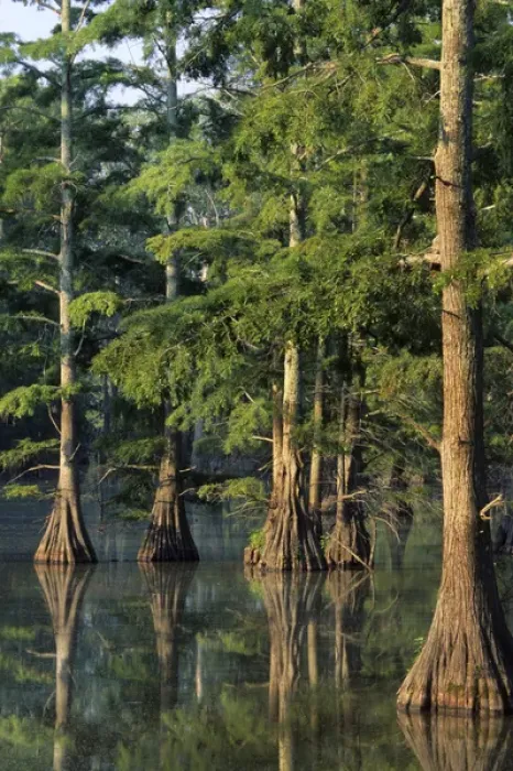 Framed Print : Baldcypress trees (Taxodium distichum) at Horseshoe Lake Conservation Area, Alexander Co Framed Print : Baldcypress trees (Taxodium distichum) at Horseshoe Lake Conservation Area, Alexander Co