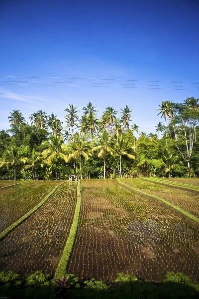 Bali, Indonesia. Some of the countless rice fields when traveling across Balis interior