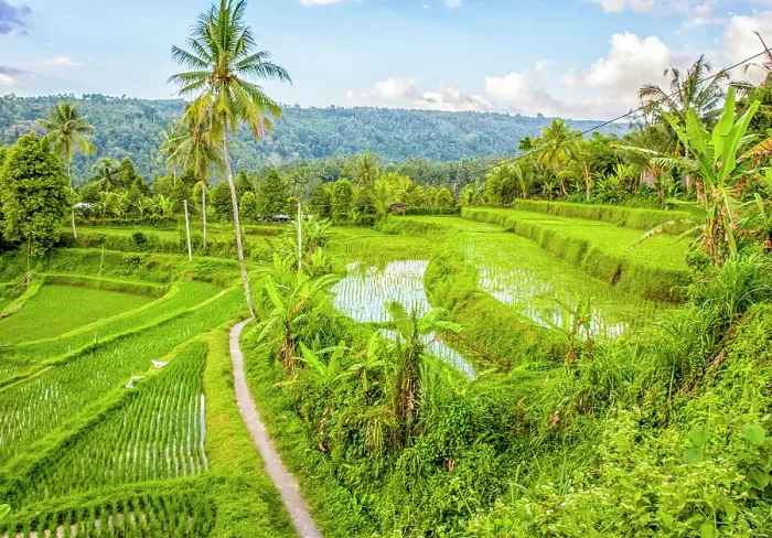 Framed Print : Bali, Indonesia. Landscape view of lush, green, rice paddies and scenic tropical terraced countryside