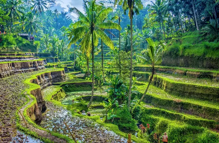 Framed Print : Bali, Indonesia. Wide angle landscape view of farmers maintaining rice terraces and irrigation canals Framed Print : Bali, Indonesia. Wide angle landscape view of farmers maintaining rice terraces and irrigation canals