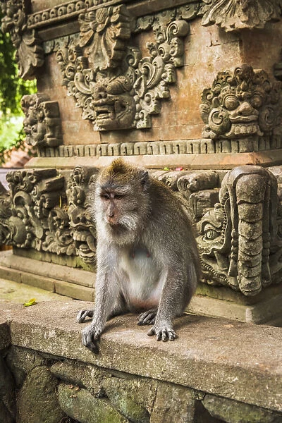 Balinese long-tailed Monkey (Macaca fascicularis), Sacred Monkey Forest, Ubud, Bali