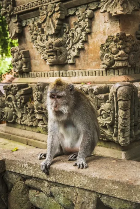 Framed Print : Balinese long-tailed Monkey (Macaca fascicularis), Sacred Monkey Forest, Ubud, Bali Framed Print : Balinese long-tailed Monkey (Macaca fascicularis), Sacred Monkey Forest, Ubud, Bali