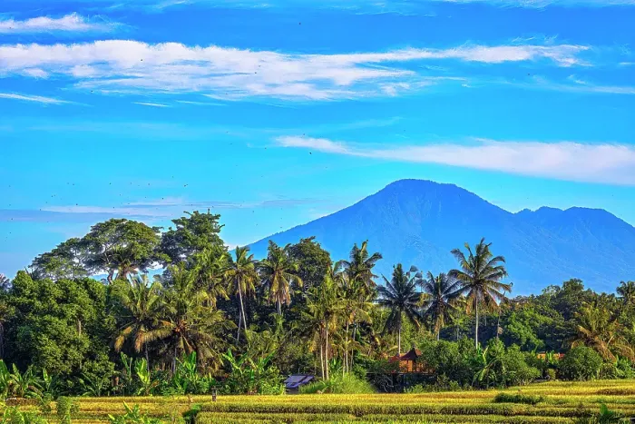 Framed Print : Bali's fertile volcanic soil is perfect for rice field farming. About six times a year the rice fields are harvested and replanting with a continuous supply of rice, a staple food source Framed Print : Bali's fertile volcanic soil is perfect for rice field farming. About six times a year the rice fields are harvested and replanting with a continuous supply of rice, a staple food source