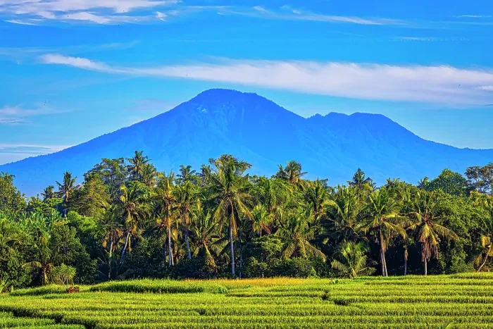 Framed Print : Bali's fertile volcanic soil is perfect for rice field farming. About six times a year the rice fields are harvested and replanting with a continuous supply of rice, a staple food source Framed Print : Bali's fertile volcanic soil is perfect for rice field farming. About six times a year the rice fields are harvested and replanting with a continuous supply of rice, a staple food source