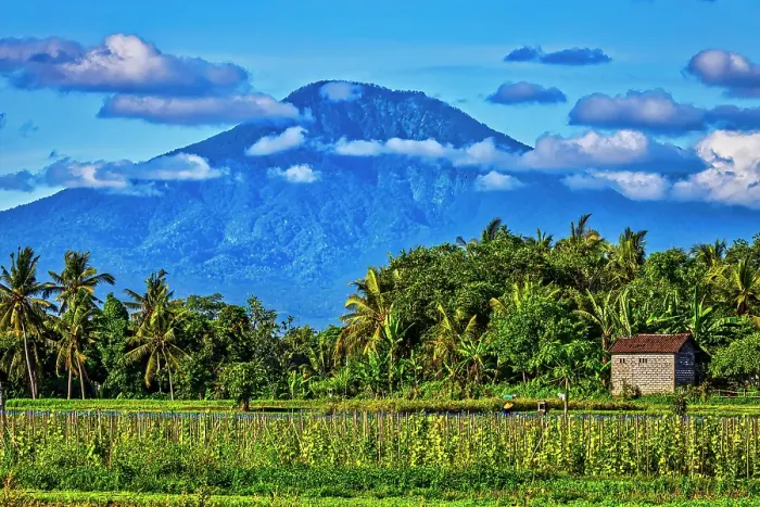 Framed Print : Bali's fertile volcanic soil is perfect for rice field farming. About six times a year the rice fields are harvested and replanting with a continuous supply of rice, a staple food source Framed Print : Bali's fertile volcanic soil is perfect for rice field farming. About six times a year the rice fields are harvested and replanting with a continuous supply of rice, a staple food source