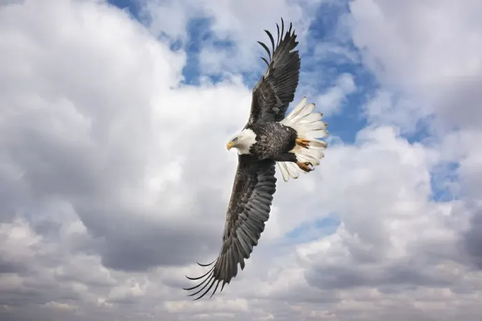 Framed Print : Balk Eagle looking for prey Framed Print : Balk Eagle looking for prey
