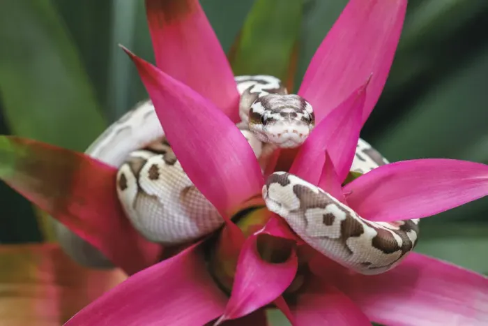 Framed Print : Ball python Framed Print : Ball python