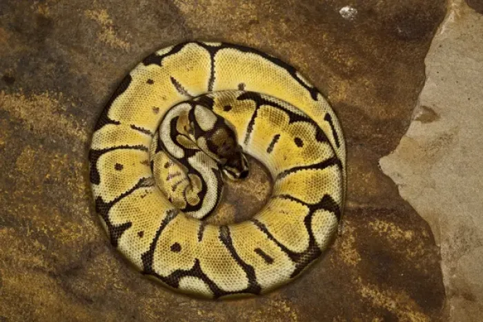Framed Print : Ball python morph, Python regius Framed Print : Ball python morph, Python regius