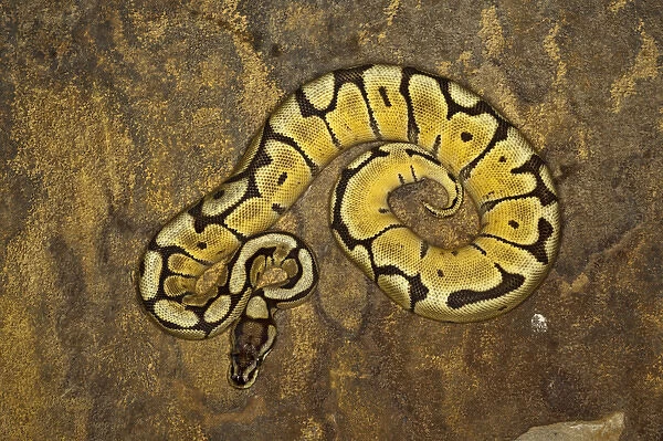 Ball python morph, Python regius