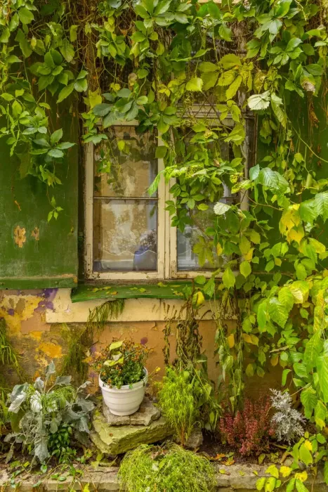 Framed Print : Baltic States, Estonia, Tallinn. Tallinn Old Town, city windows with vine covered