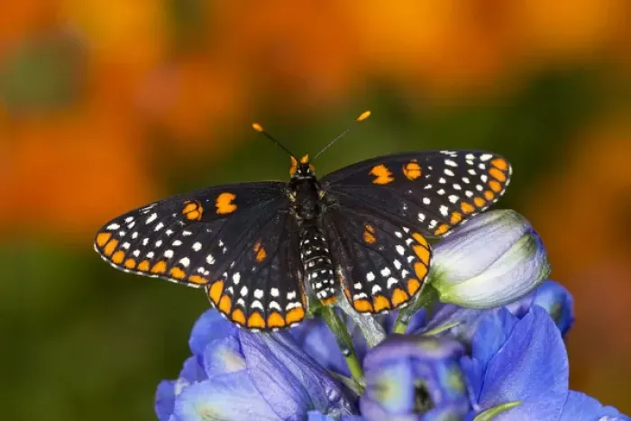 Framed Print : Baltimore Checkered Spot Butterfly Framed Print : Baltimore Checkered Spot Butterfly