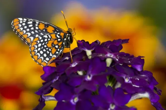 Framed Print : Baltimore Checkered Spot Butterfly Framed Print : Baltimore Checkered Spot Butterfly