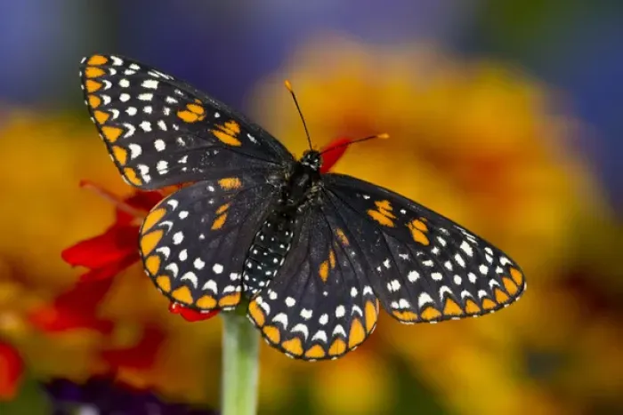 Framed Print : Baltimore Checkered Spot Butterfly Framed Print : Baltimore Checkered Spot Butterfly