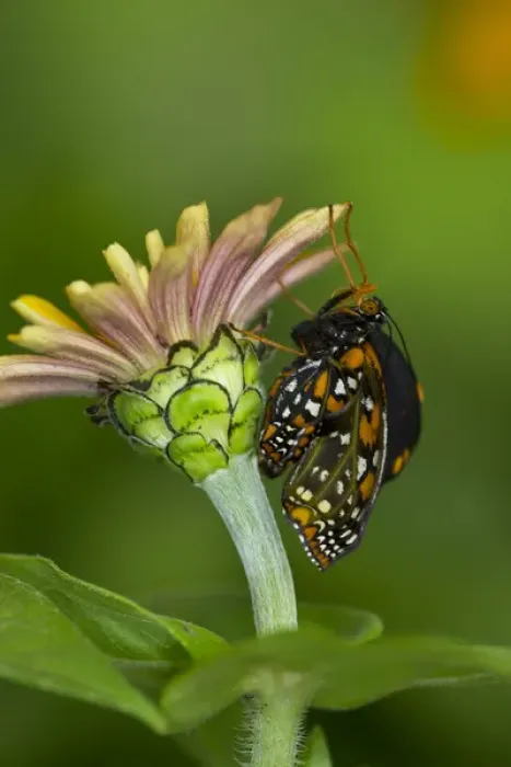 Framed Print : Baltimore Checkered Spot Butterfly hatching out and expanding its wings Framed Print : Baltimore Checkered Spot Butterfly hatching out and expanding its wings