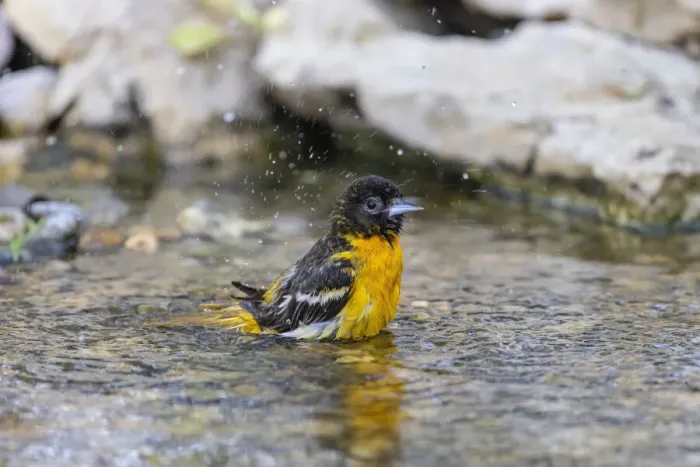 Framed Print : Baltimore oriole female bathing, Marion County, Illinois Framed Print : Baltimore oriole female bathing, Marion County, Illinois