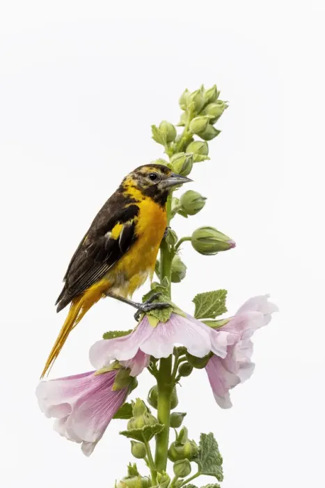 Framed Print : Baltimore oriole female on hollyhock, Marion County, Illinois Framed Print : Baltimore oriole female on hollyhock, Marion County, Illinois