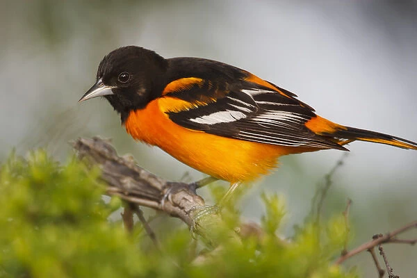 Baltimore Oriole foraging during migration on South Padre Island, Texas