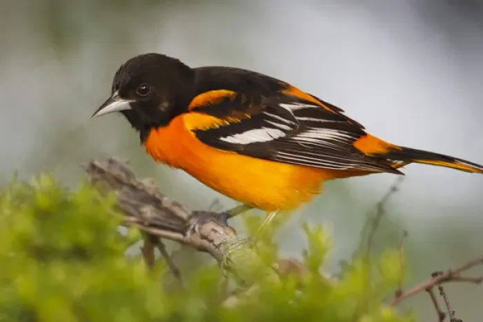 Framed Print : Baltimore Oriole foraging during migration on South Padre Island, Texas Framed Print : Baltimore Oriole foraging during migration on South Padre Island, Texas