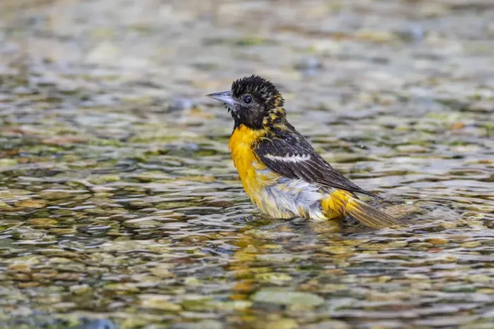 Framed Print : Baltimore Oriole (Icterus galbula) female bathing Marion County, Illinois Framed Print : Baltimore Oriole (Icterus galbula) female bathing Marion County, Illinois