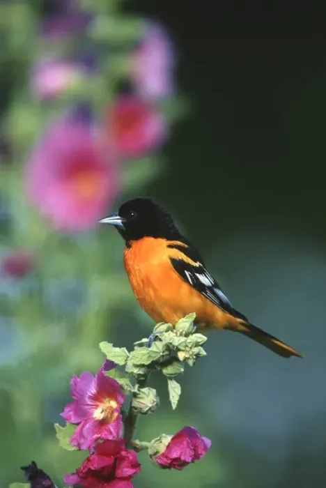 Framed Print : Baltimore Oriole (Icterus galbula) male on Hollyhock (Alcea rosea), Marion Co. IL