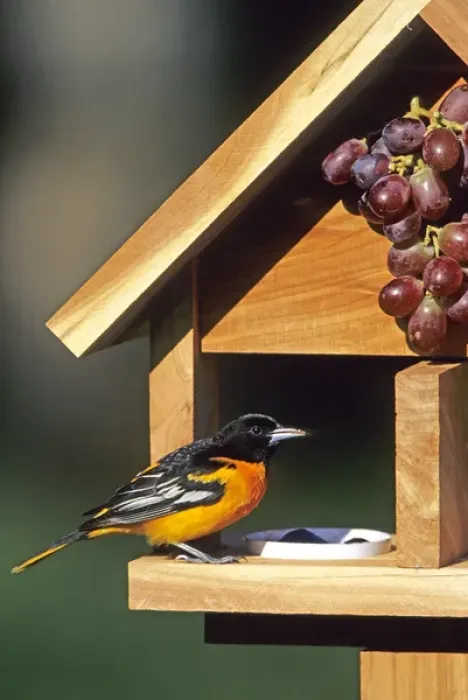 Framed Print : Baltimore Oriole (Icterus galbula) male on jelly & grape feeder Marion Co. IL Framed Print : Baltimore Oriole (Icterus galbula) male on jelly & grape feeder Marion Co. IL