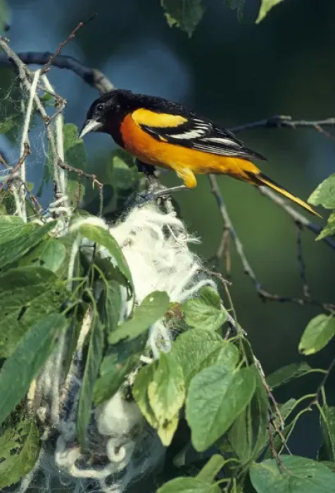 Framed Print : Baltimore Oriole (Icterus galbula) male at nest, IL Framed Print : Baltimore Oriole (Icterus galbula) male at nest, IL