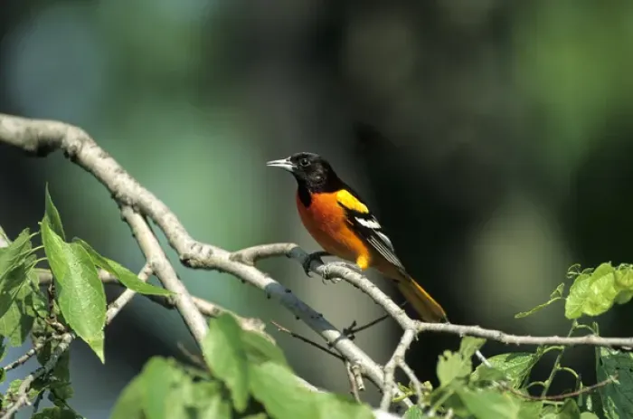 Framed Print : Baltimore Oriole (Icterus galbula) male perched in a tree, IL Framed Print : Baltimore Oriole (Icterus galbula) male perched in a tree, IL