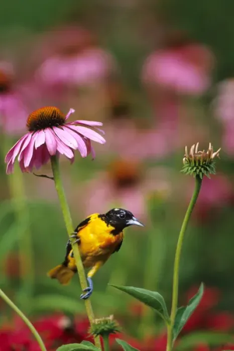 Framed Print : Baltimore Oriole (Icterus galbula) male on Purple Coneflower (Echinacea purpurea) in flower garden