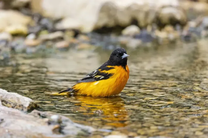 Framed Print : Baltimore oriole male bathing, Marion County, Illinois Framed Print : Baltimore oriole male bathing, Marion County, Illinois