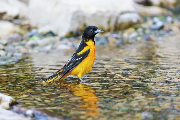 Framed Print : Baltimore Oriole male bathing, Marion County, Illinois Framed Print : Baltimore Oriole male bathing, Marion County, Illinois