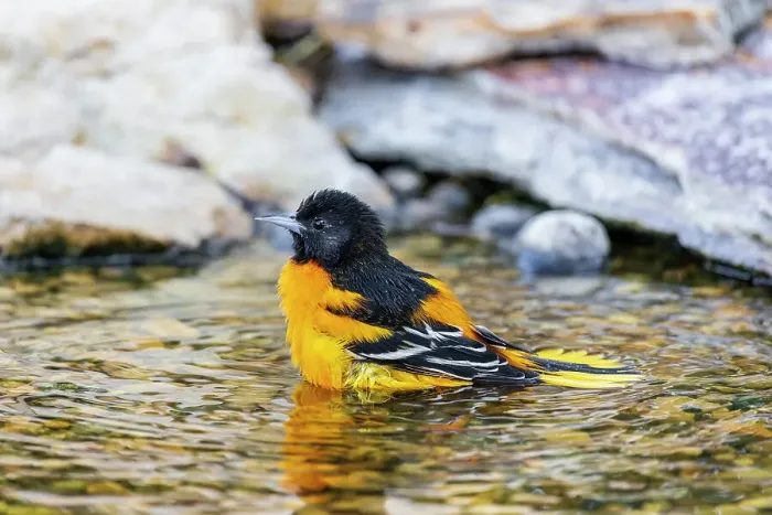Framed Print : Baltimore Oriole male bathing, Marion County, Illinois
