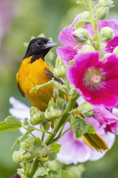 Framed Print : Baltimore oriole male on hollyhock, Marion County, Illinois Framed Print : Baltimore oriole male on hollyhock, Marion County, Illinois