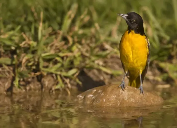 Framed Print : Baltimore Oriole at waterhole, Icterus galbula, Coastal Texas Framed Print : Baltimore Oriole at waterhole, Icterus galbula, Coastal Texas