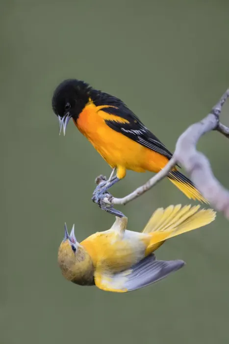 Framed Print : Baltimore Orioles (Icterus galbula) adults fighting Framed Print : Baltimore Orioles (Icterus galbula) adults fighting