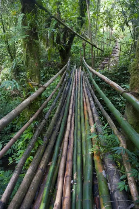 Framed Print : Bamboo bridge in the interior leading to millenium cave, Island of Espiritu Santo Framed Print : Bamboo bridge in the interior leading to millenium cave, Island of Espiritu Santo