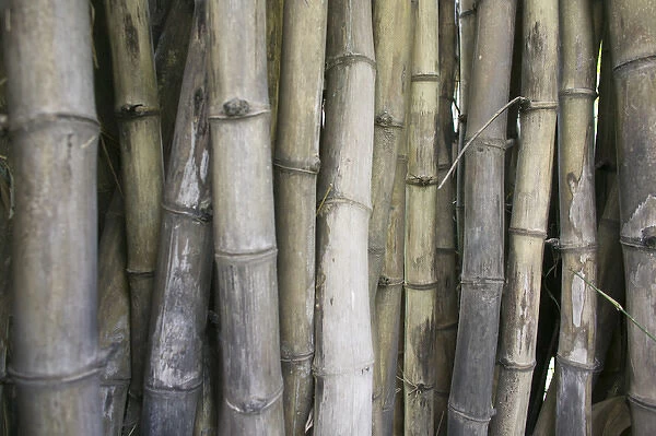 Bamboo, Dharamsala, India