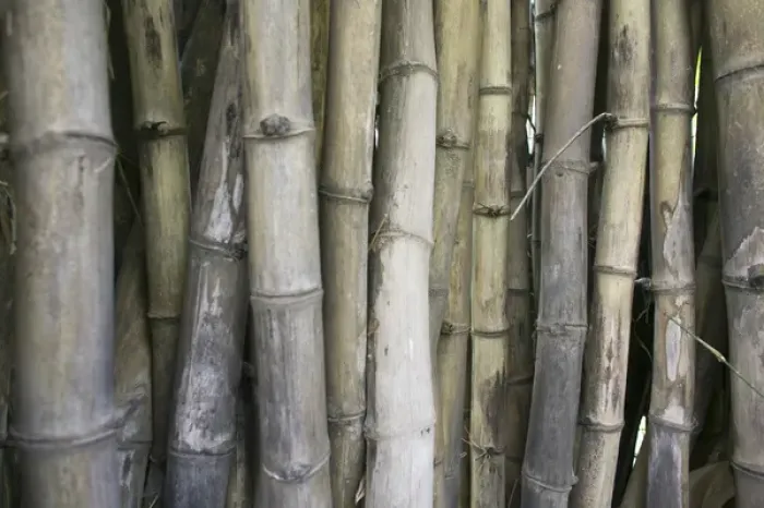 Framed Print : Bamboo, Dharamsala, India