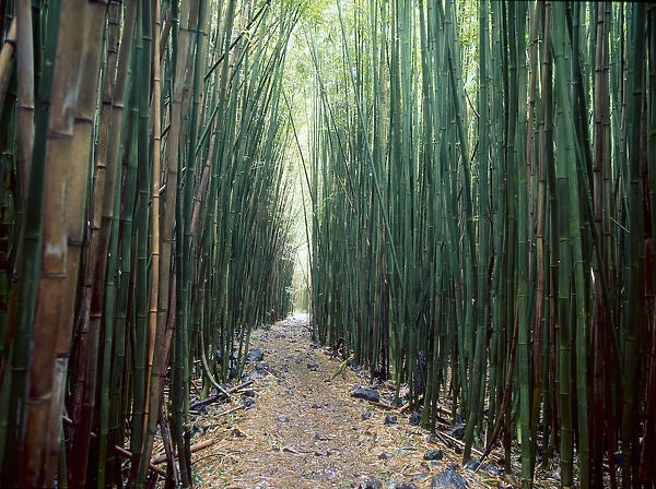 Bamboo Forest, Haleakala National Park, Maui