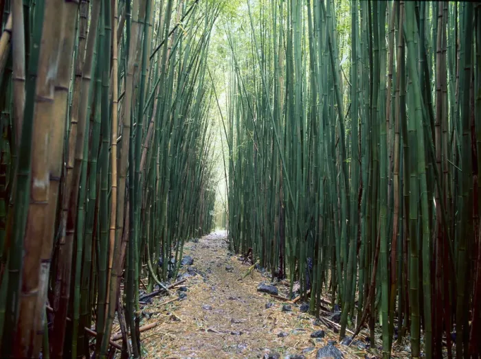 Framed Print : Bamboo Forest, Haleakala National Park, Maui Framed Print : Bamboo Forest, Haleakala National Park, Maui