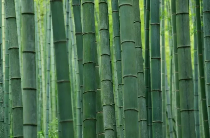 Framed Print : Bamboo forest, Hangzhou, Zhejiang Province, China Framed Print : Bamboo forest, Hangzhou, Zhejiang Province, China