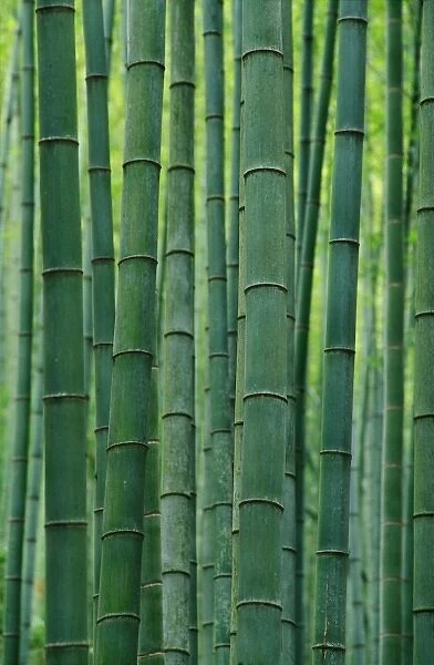 Bamboo forest, Hangzhou, Zhejiang Province, China