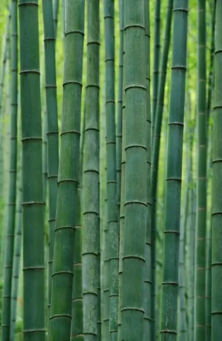 Framed Print : Bamboo forest, Hangzhou, Zhejiang Province, China Framed Print : Bamboo forest, Hangzhou, Zhejiang Province, China
