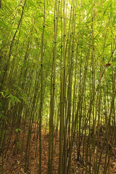 Bamboo Forest near Waikamoi Ridge Trail, North Maui, Hawaii, USA