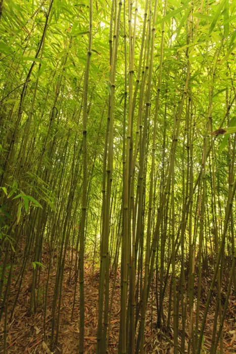 Framed Print : Bamboo Forest near Waikamoi Ridge Trail, North Maui, Hawaii, USA Framed Print : Bamboo Forest near Waikamoi Ridge Trail, North Maui, Hawaii, USA