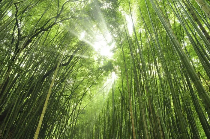 Framed Print : Bamboo grove